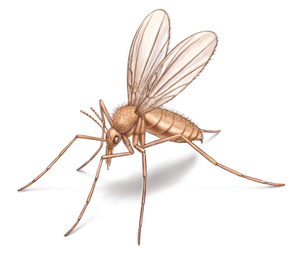 The Sand Gnat Defends America