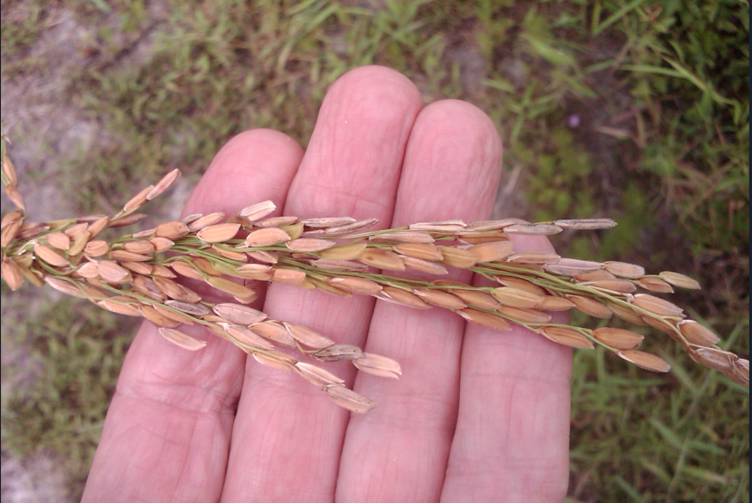 Rice-a-Roni: Growing Carolina Gold in the Lowcountry