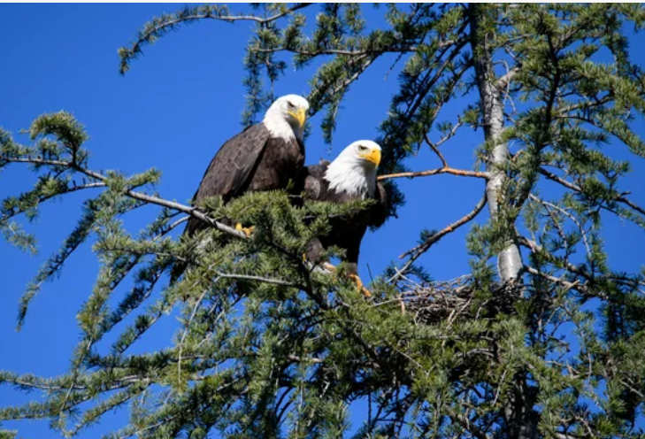 When Eagles Fly