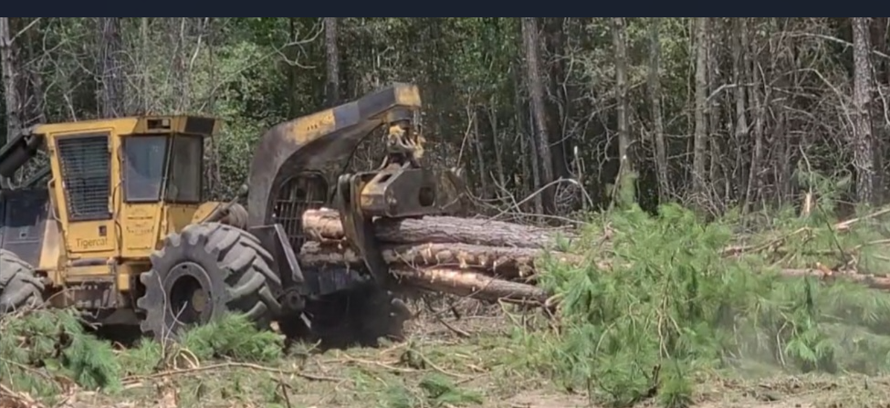 Logging in the Lowcountry